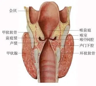 關于喉部體檢你知道多少？