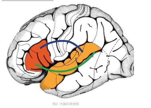 交流｜大腦怎樣“學(xué)會(huì)”語言